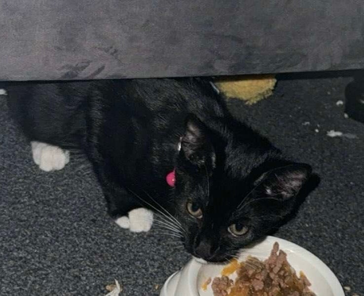 image for 11 week old kitten 