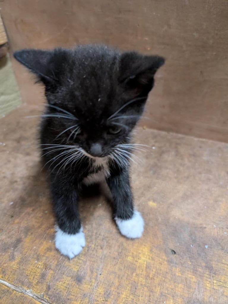 Kittens looking for forever homes 