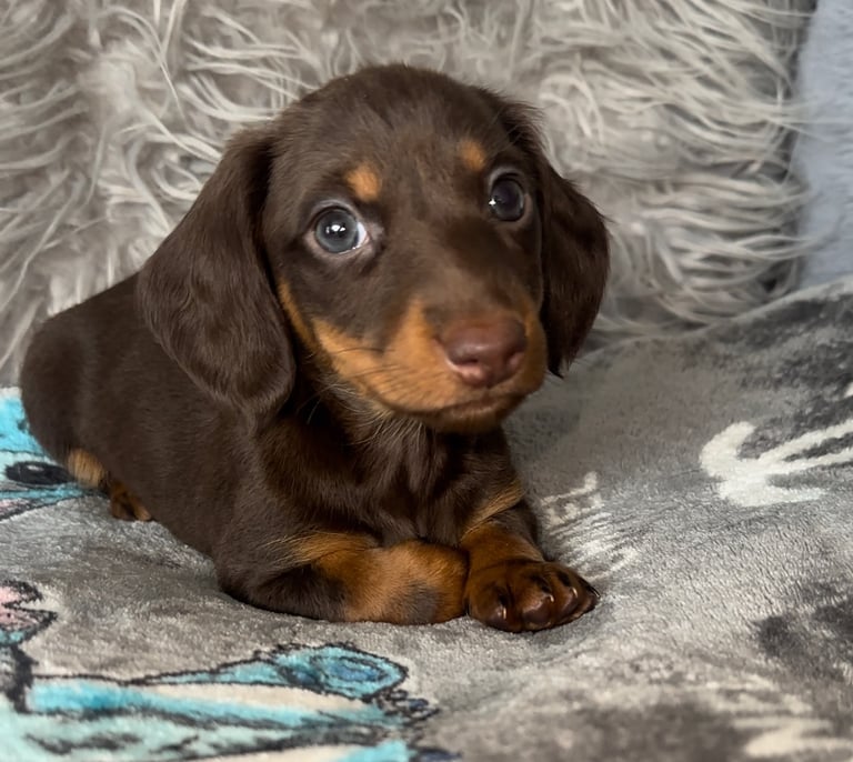 miniature dachshund 