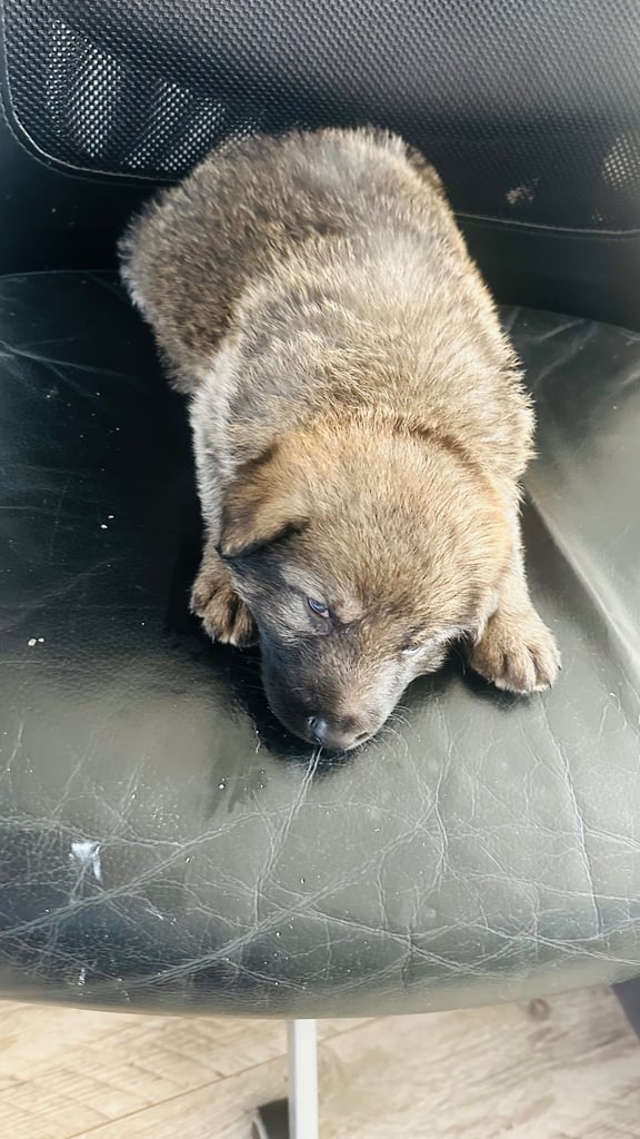 Lovely puppies shepherds for your family  