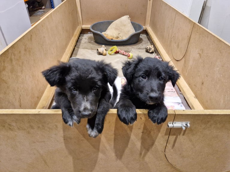 Collie cross german shepherd (shollie)