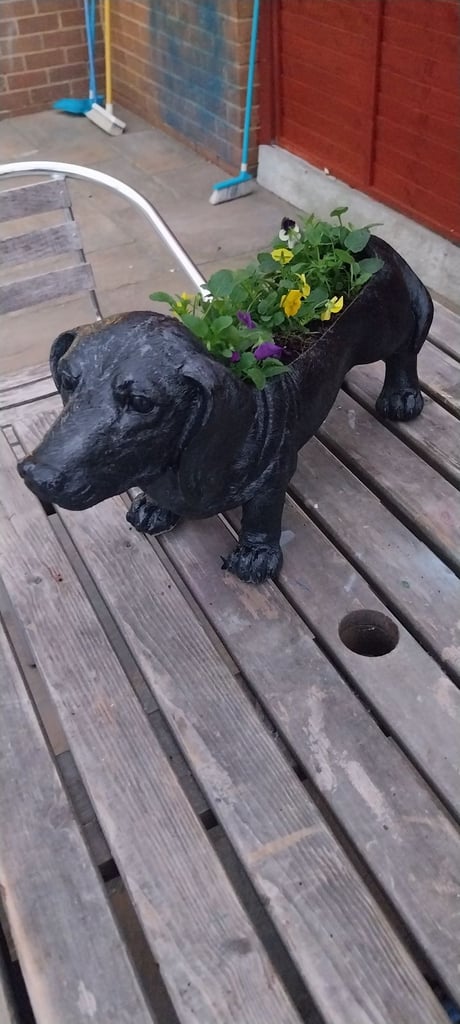 image for Sausage dog planter with winter pansies 