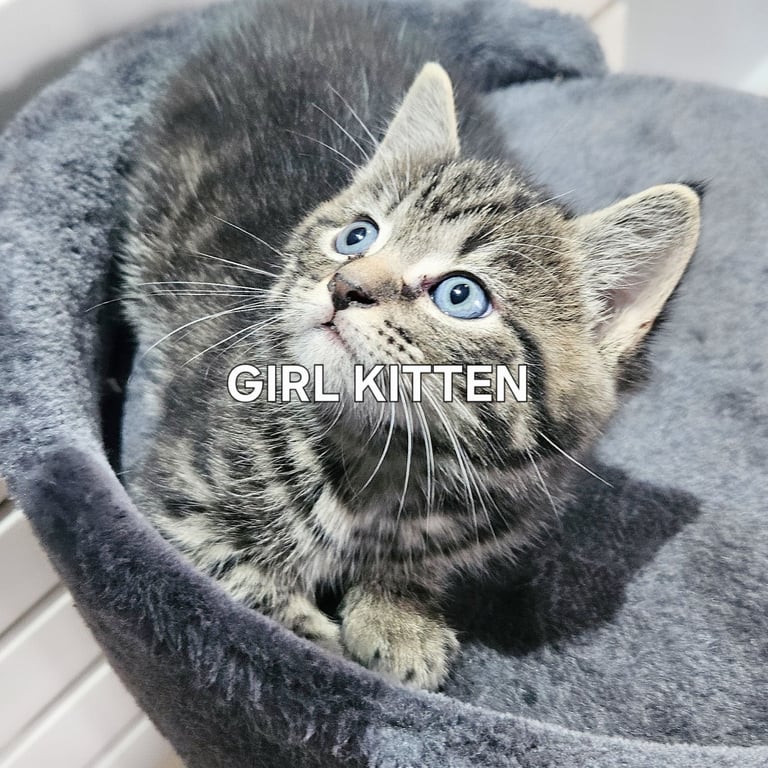  Siberians  long haired kittens 😸  2 GIRLS 1 BOY 