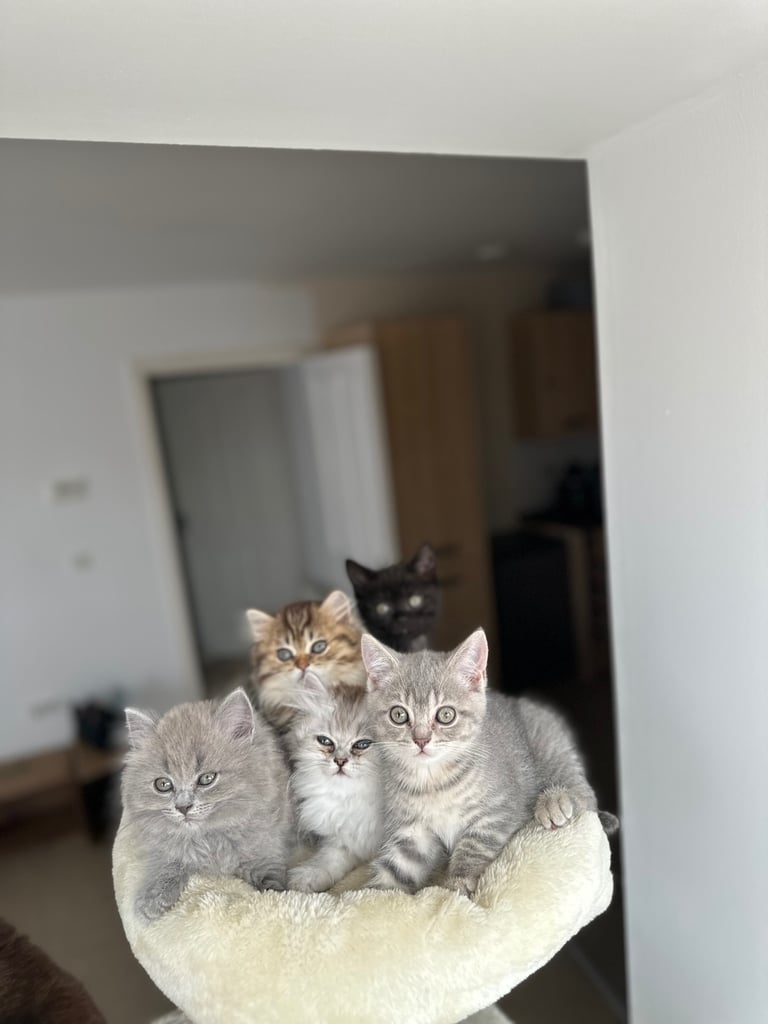 British short hair kittens for sale 