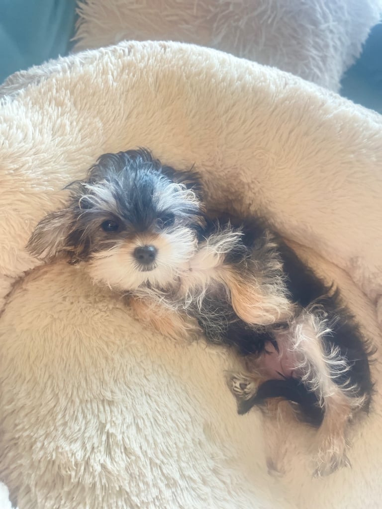 Yorkie female puppy 