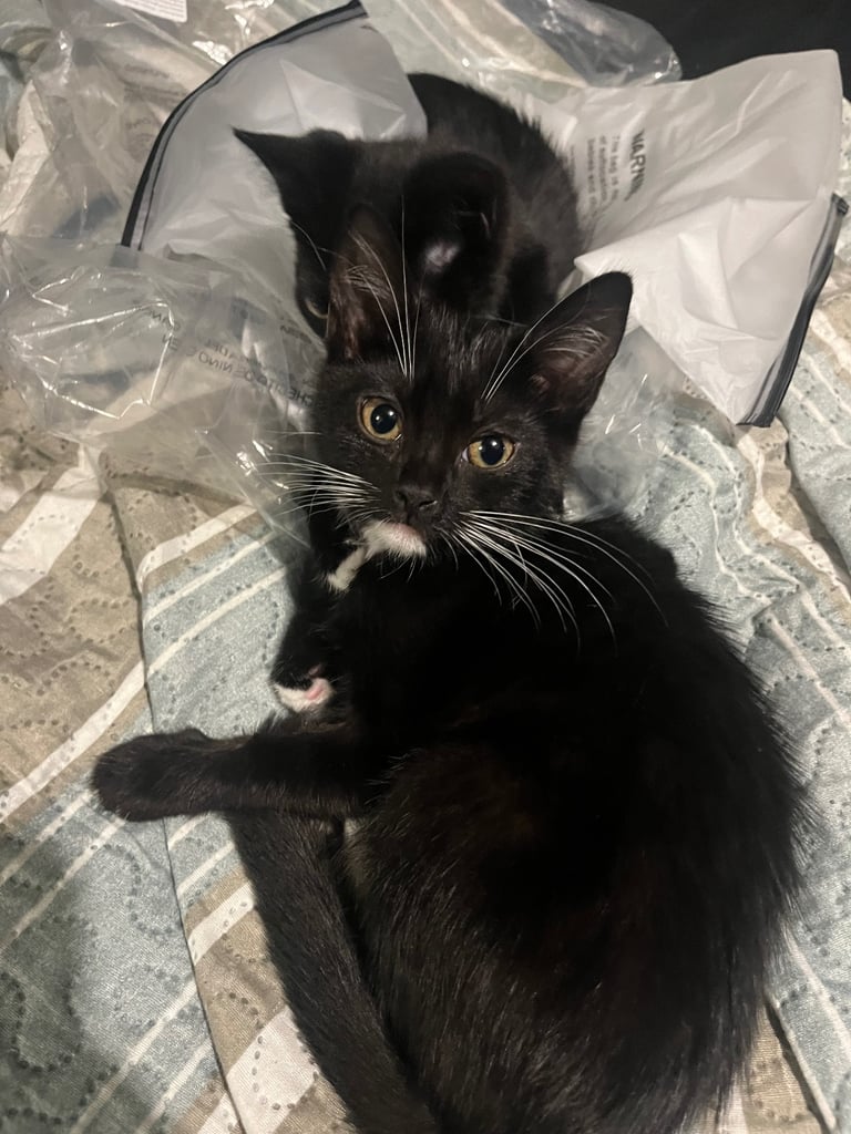 2 tuxedo male kittens need loving homes