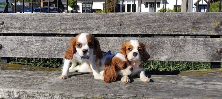 Cavalier King Charles