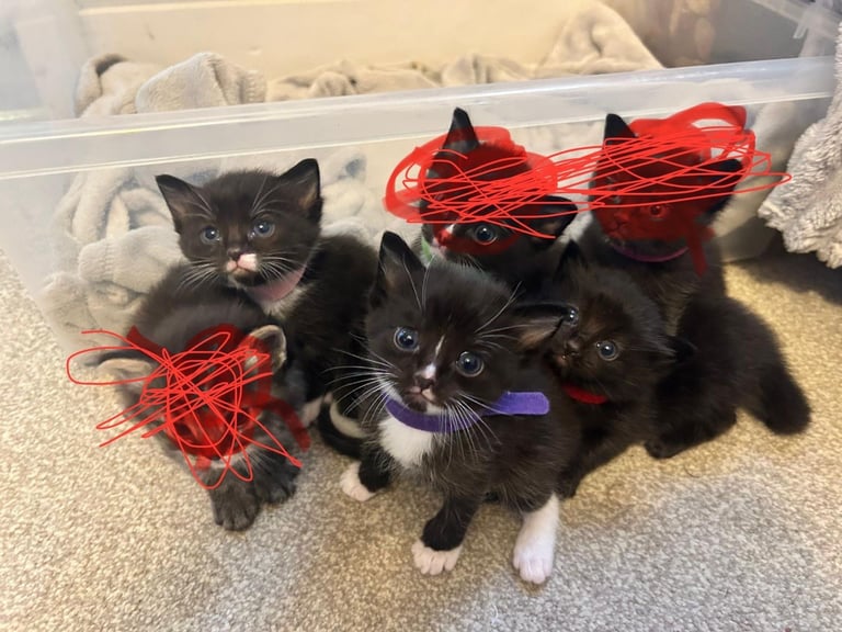 🐾 Ragdoll Kittens Ready End of November 🐾