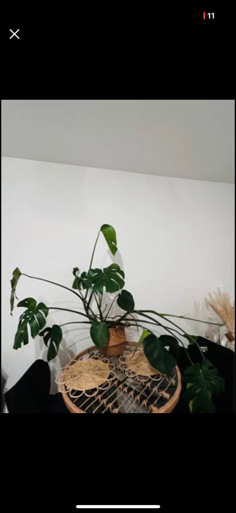 image for Swiss Cheese Plant with wicker basket