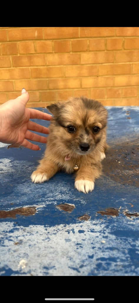 Fur baby boy&girl  looking for forever home
