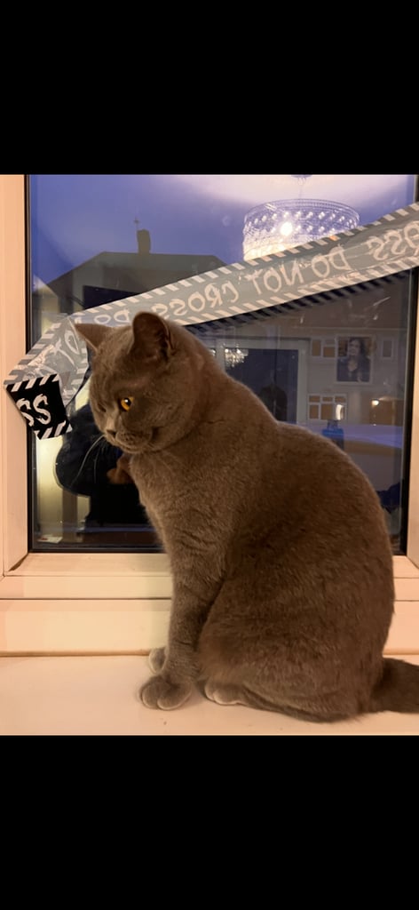 British Shorthair 
