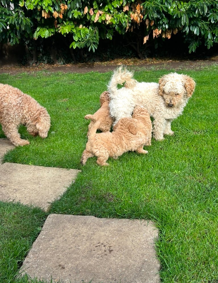 Cockapoo puppies 