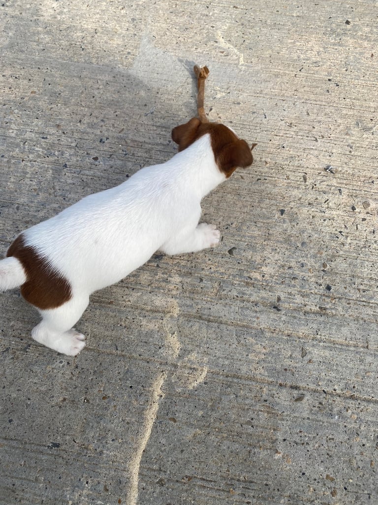 Jack Russell puppies 