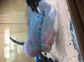 Beautiful flowerhorn tropical fish 