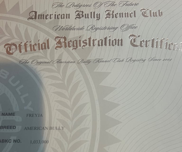 Pedigree pocket bully pups for sale! 