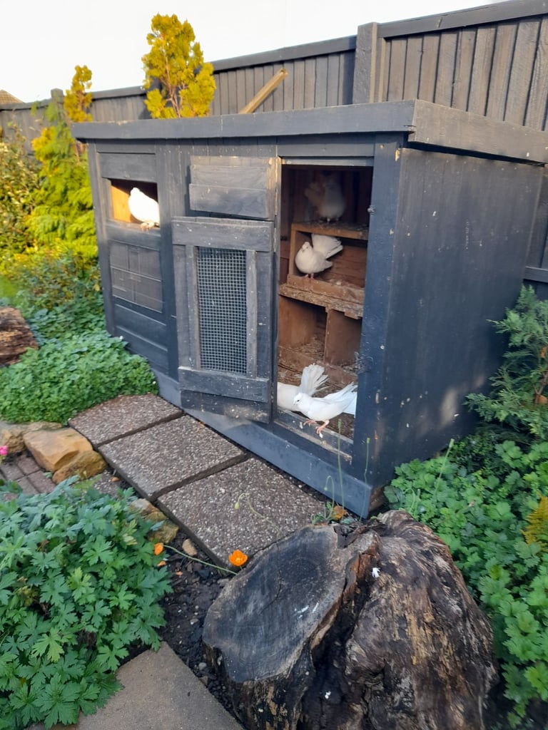 Aviary Dismantles for tranporting