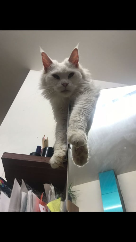 Full Maine Coon Female