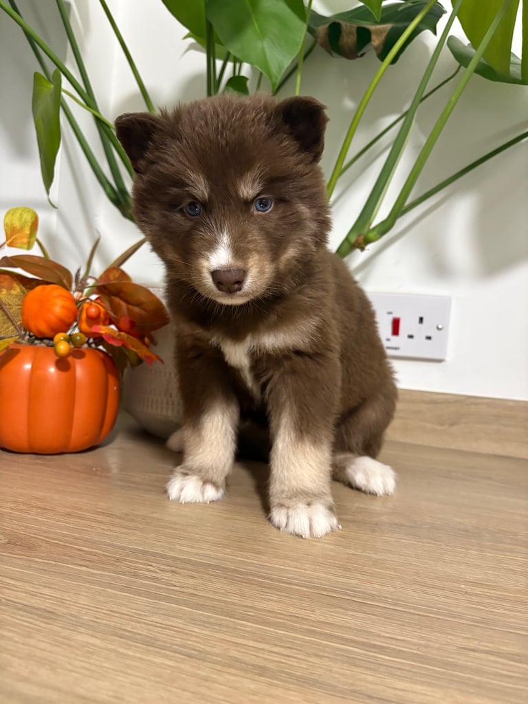 Pedigree Siberian Husky Puppies 3 Girls Left!