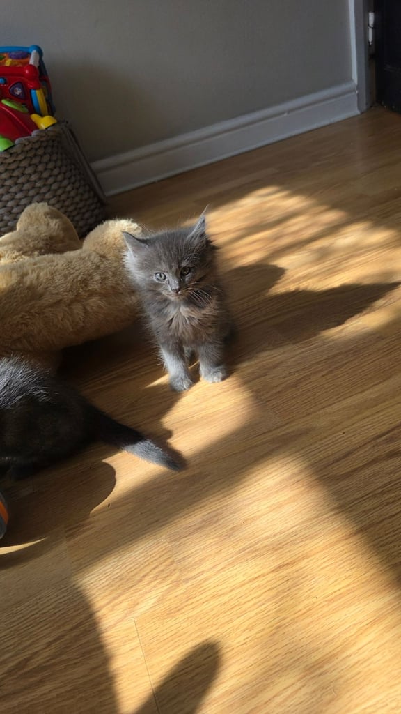 4 half ragdoll kittens - 2 grey fluffy female 2 ginger male