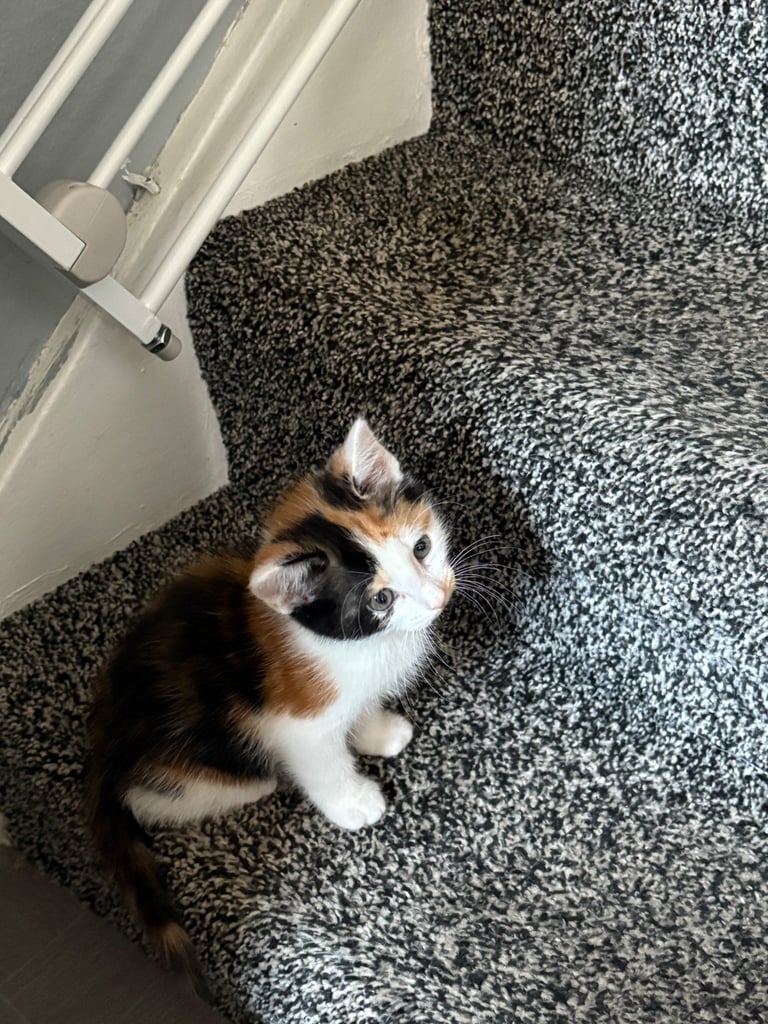 6 kittens looking for there forever homes 