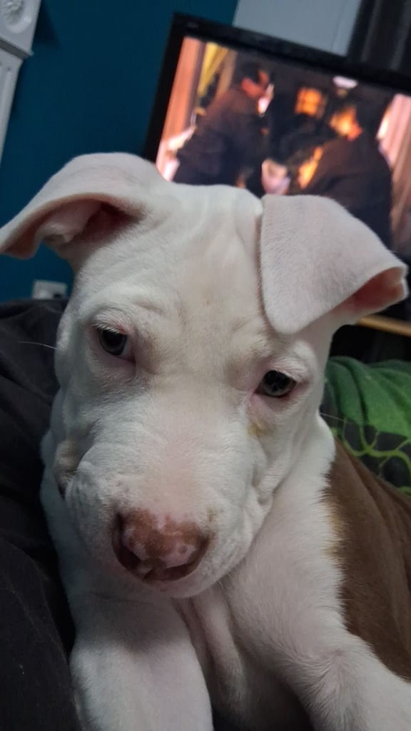 12 week old american bulldog