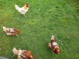 3 Hens, one cockerel & a chicken coop