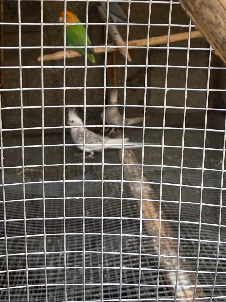 image for cockatiels 