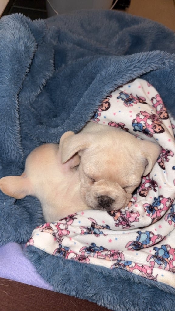 image for Female cream french bulldog puppie