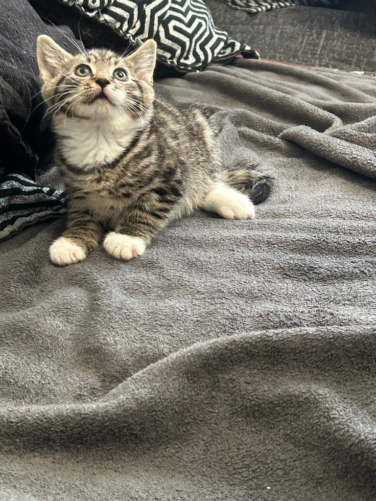  🐾 4 Beautiful Kittens for Sale – 8 Weeks Old 🐾