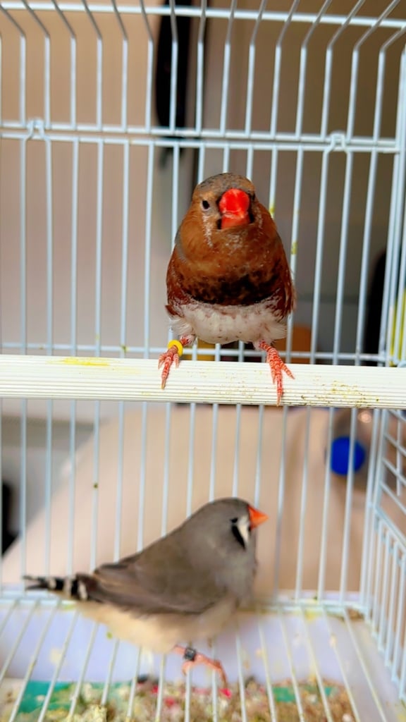 4 PAIRS OF GOOD SIZED ZFS RUNG ZEBRA FINCHES