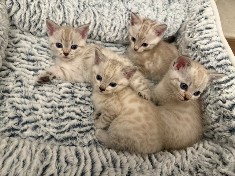 SNOW LEOPARD - SNOW BENGAL KITTENS -LAST ONE LEFT Ready now