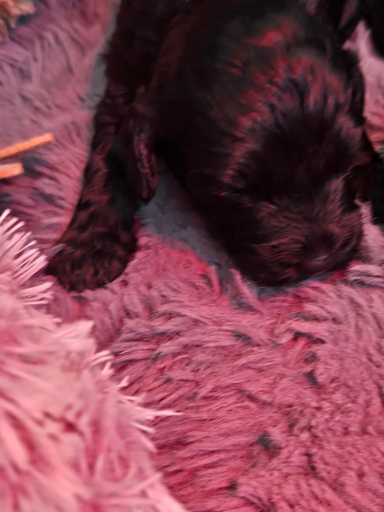 Gorgeous F1 Cockapoo Puppies