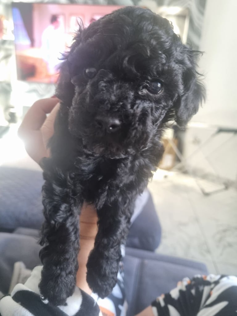 Mini-Toy poodle 