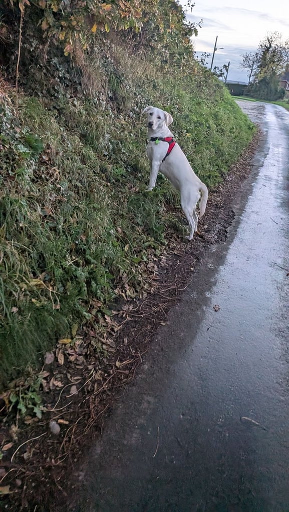 Labrador retriever  beautiful dog brilliant temperament 