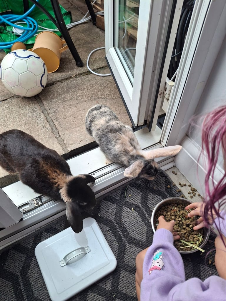 image for Two rabbits 