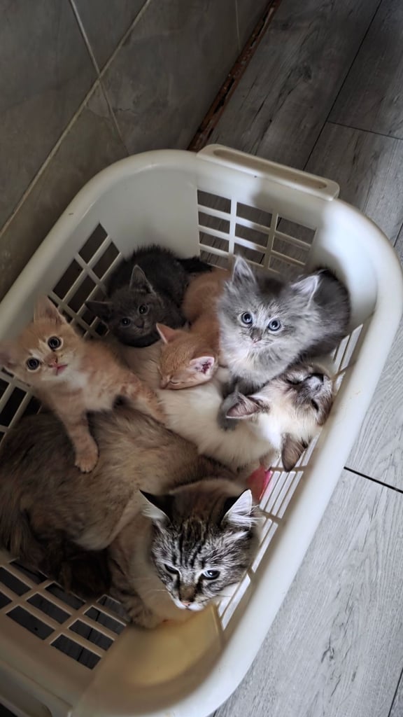 4 half ragdoll kittens - 2 grey fluffy female 2 ginger male