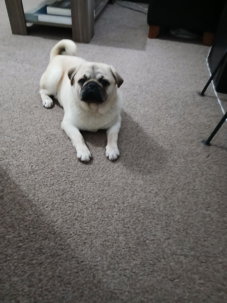 Pug male needs new home