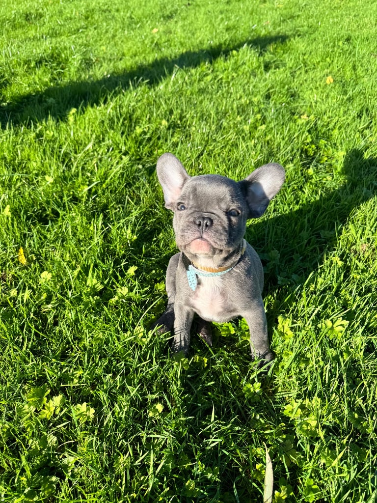 French Bulldog
