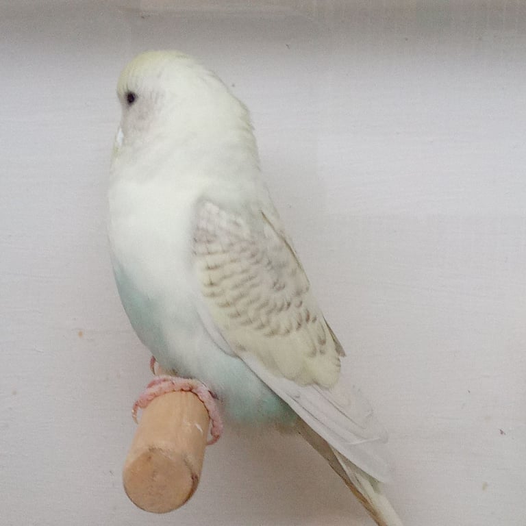 Nice young budgies for sale 