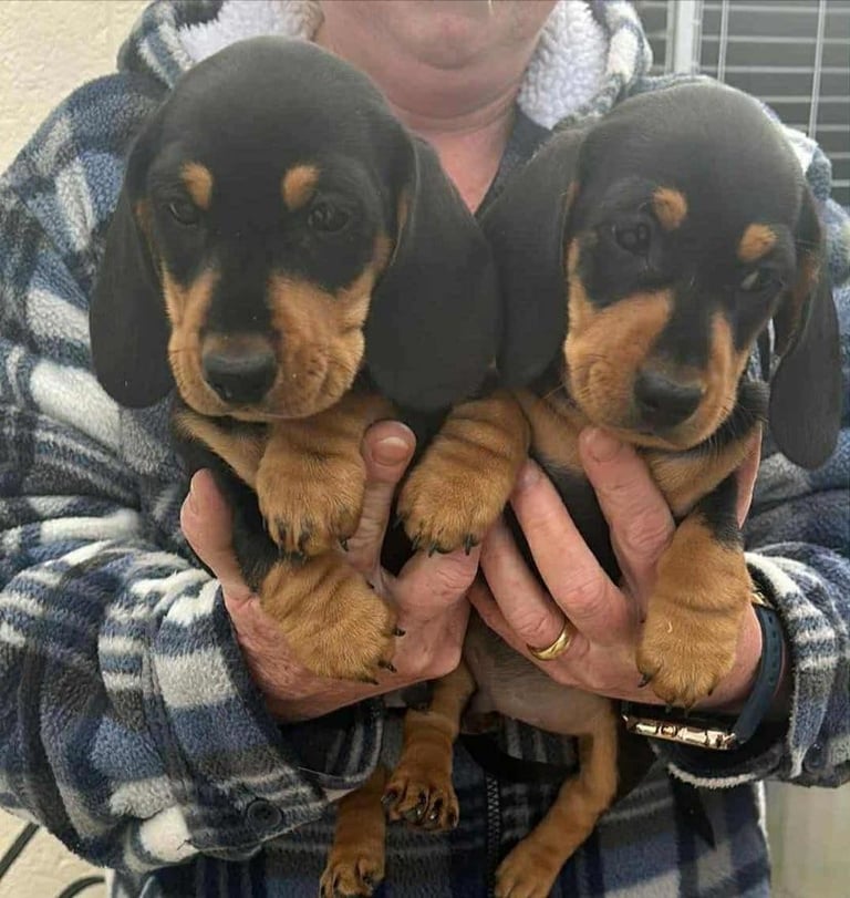Miniature dachshunds