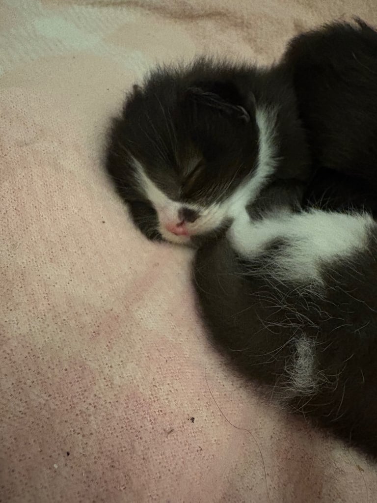 Kittens 