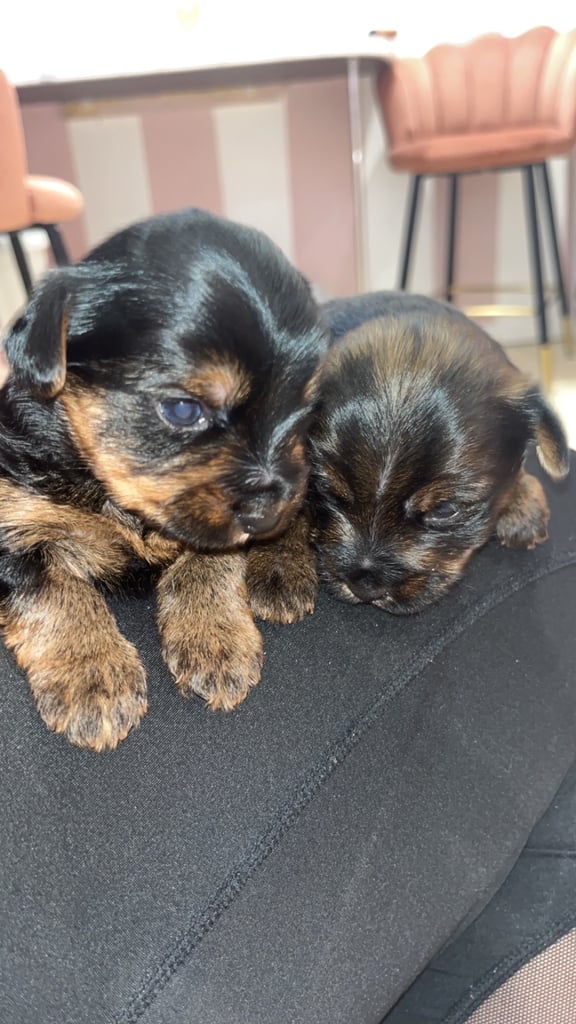 image for Yorkshire Terrier tea cup 