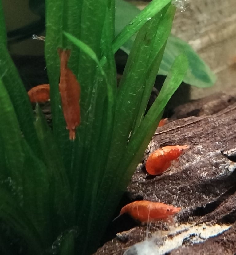 Neocardina shrimp for fish tank reds blues + wild colour - juvenile BN plecos- large Ramshorn snails