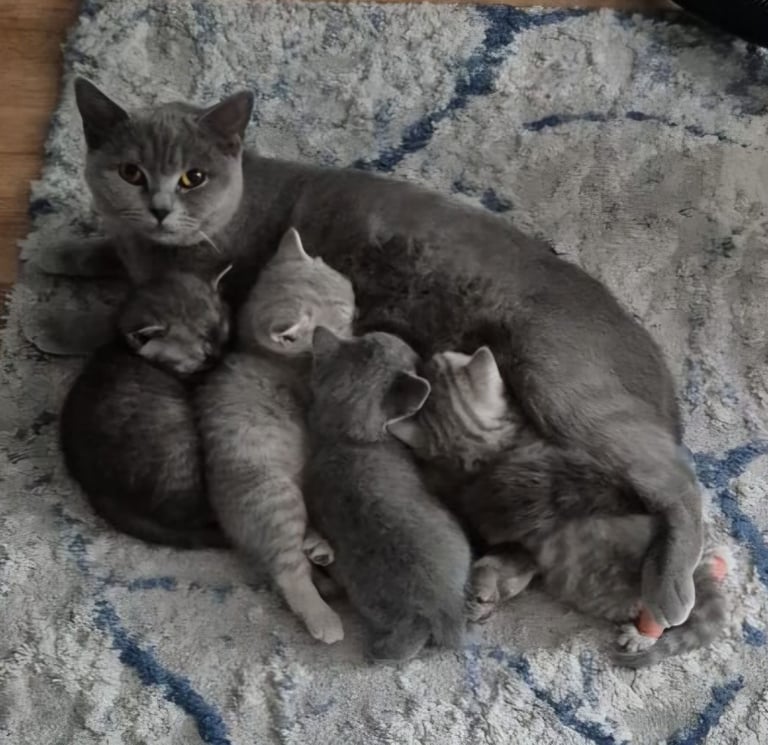 Full breed british short hair kittens