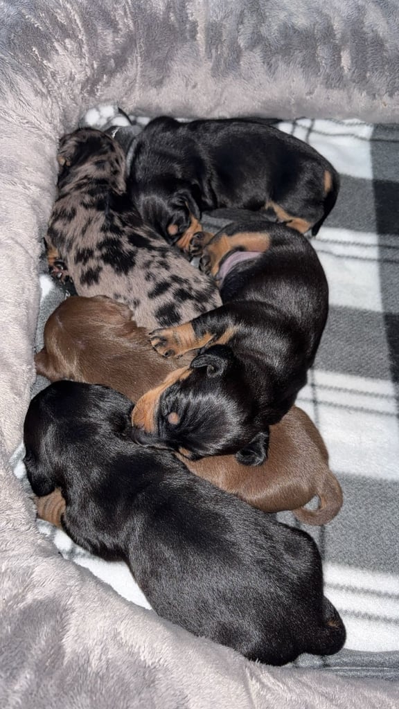 Miniature Dachshund Puppies 