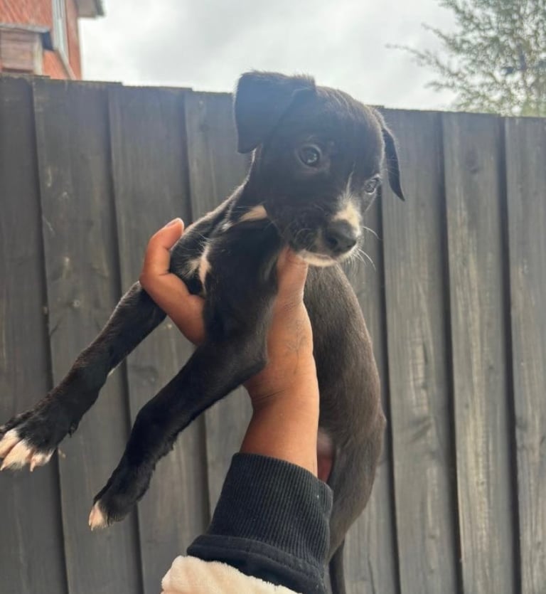 image for Lurcher Pups