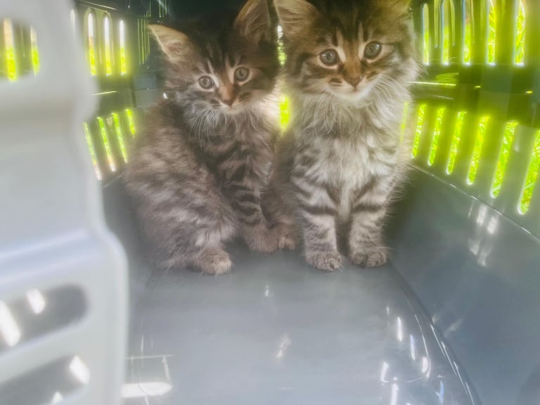 Stunning litter of Maine Coon kittens ready to go