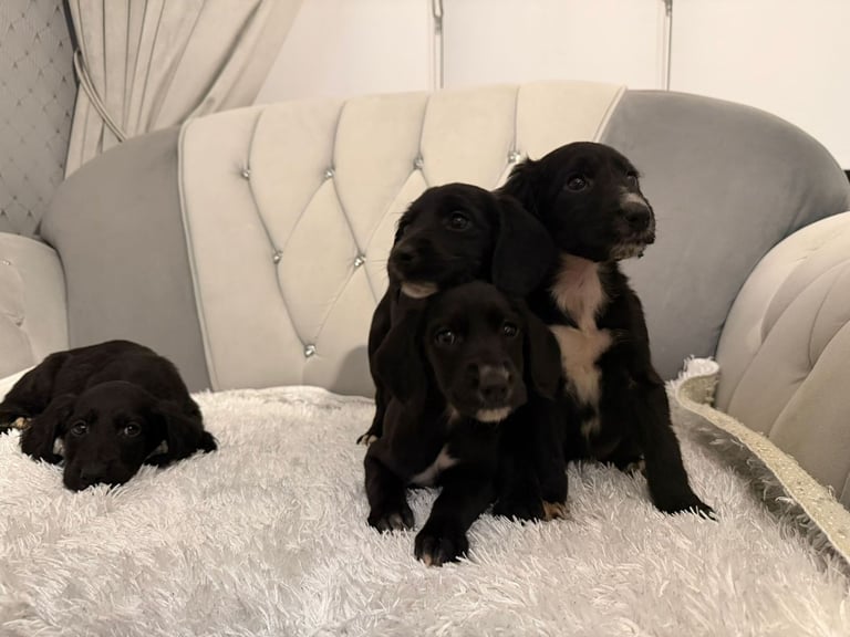 Cockador puppies ready for new homes 