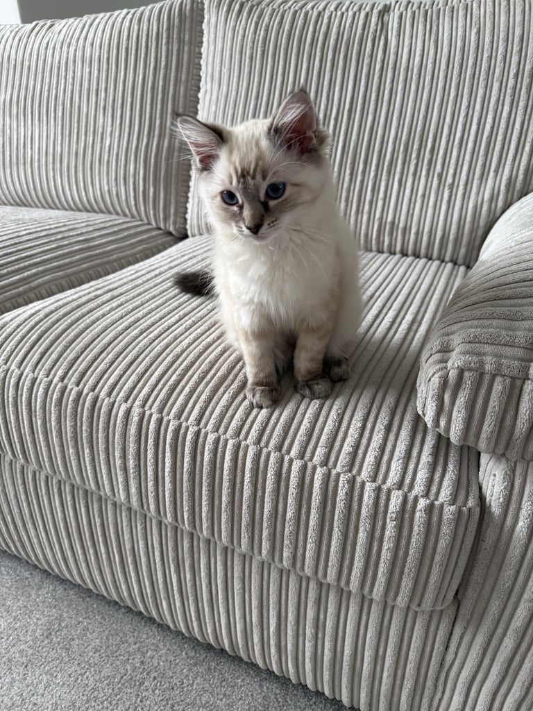 Purebred Bluepoint female Ragdoll kitten 💕