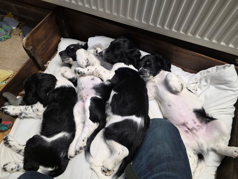 image for Springer spaniel pups